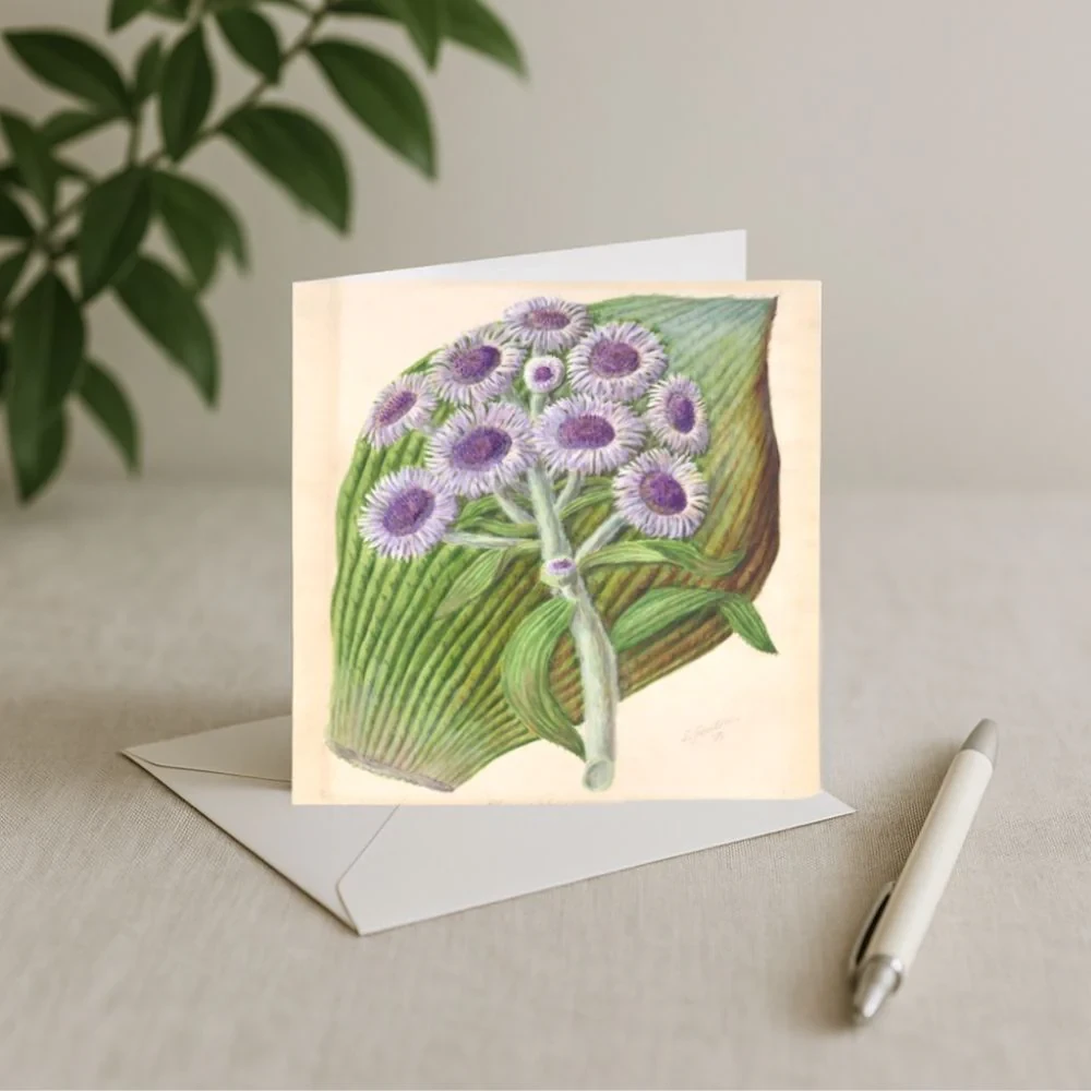 Sarah Featon - Card - Antarctic Daisy