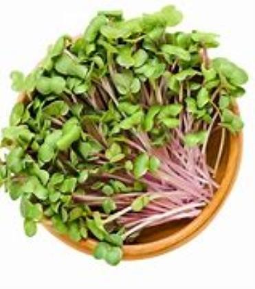 Microgreens Radish China Rose