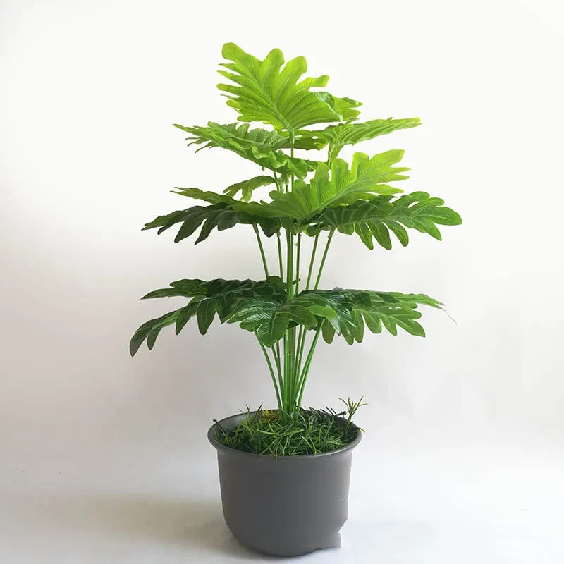 Desk Palm Plant
