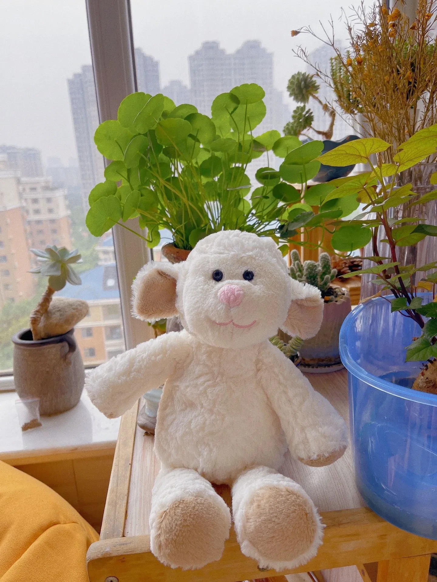 Soft Toys