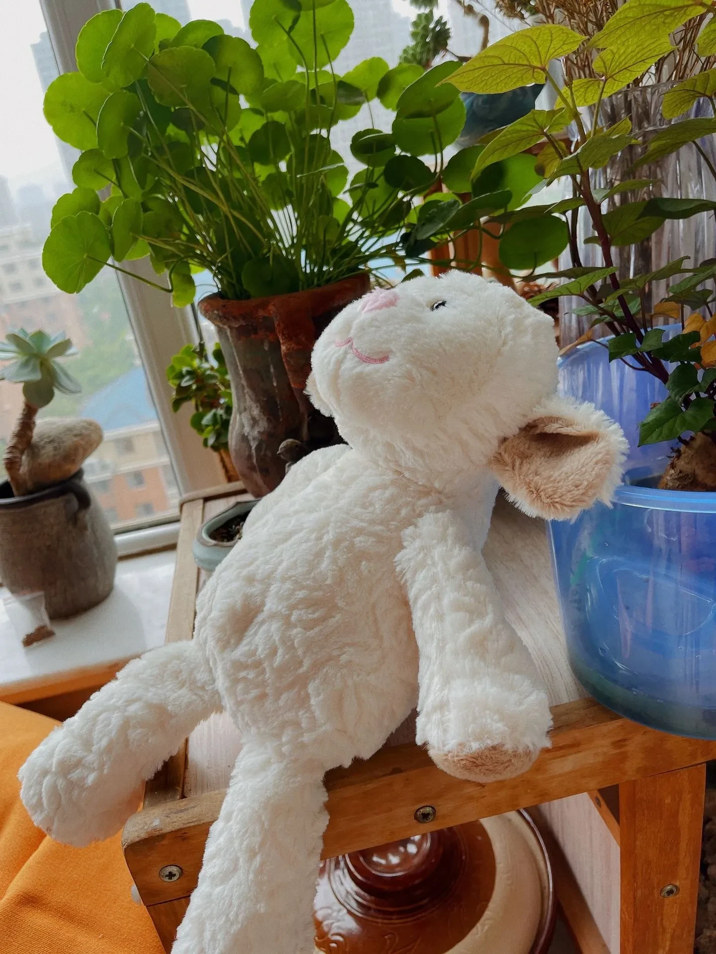Soft Toys