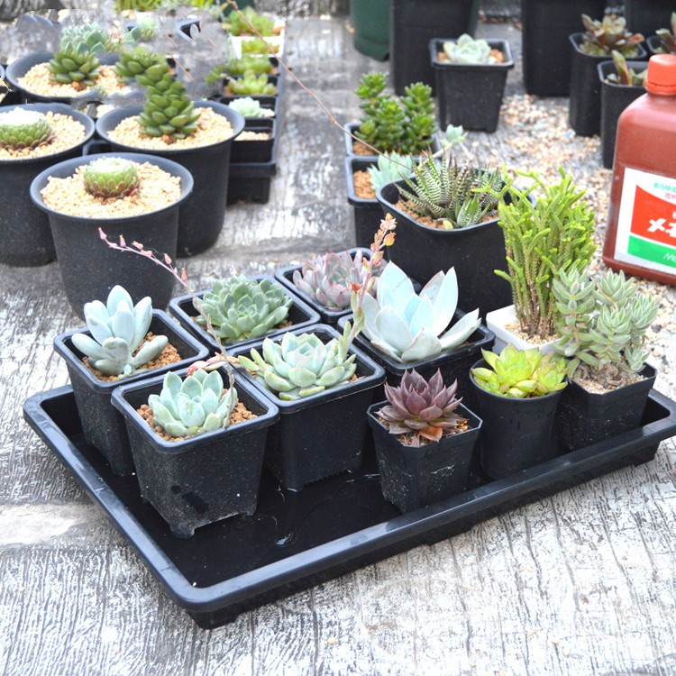 Plant Nursery Tray