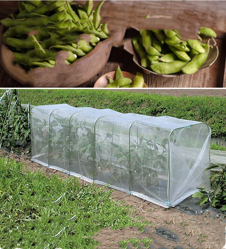 Insect Net