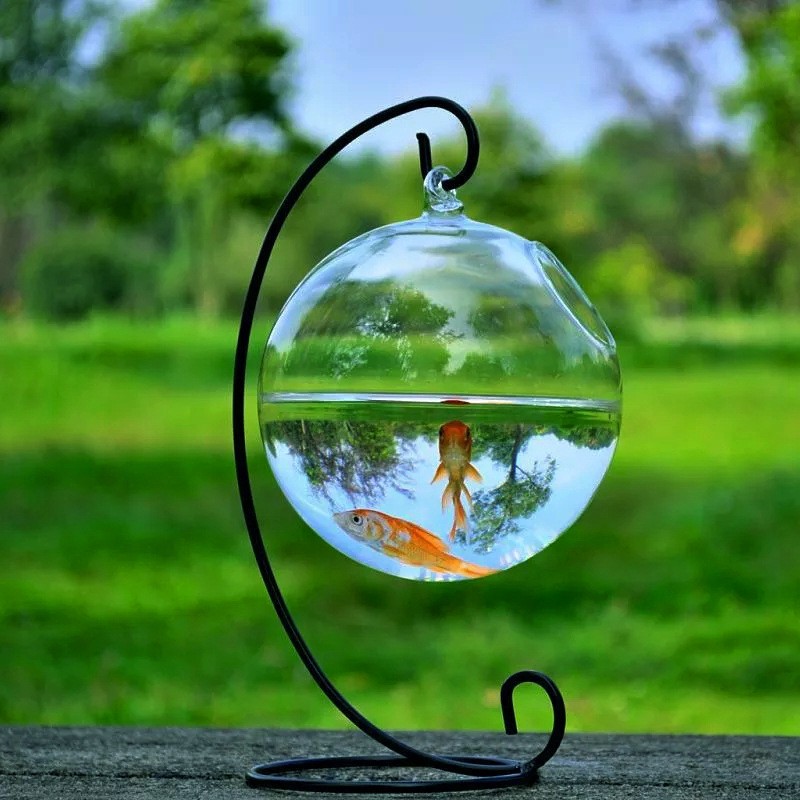 Glass Vase Fish Tank Nz