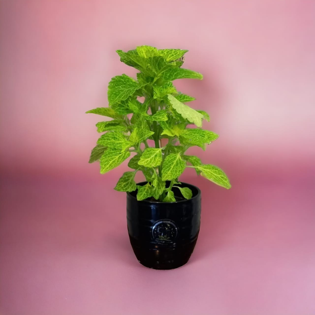 Coleus plants