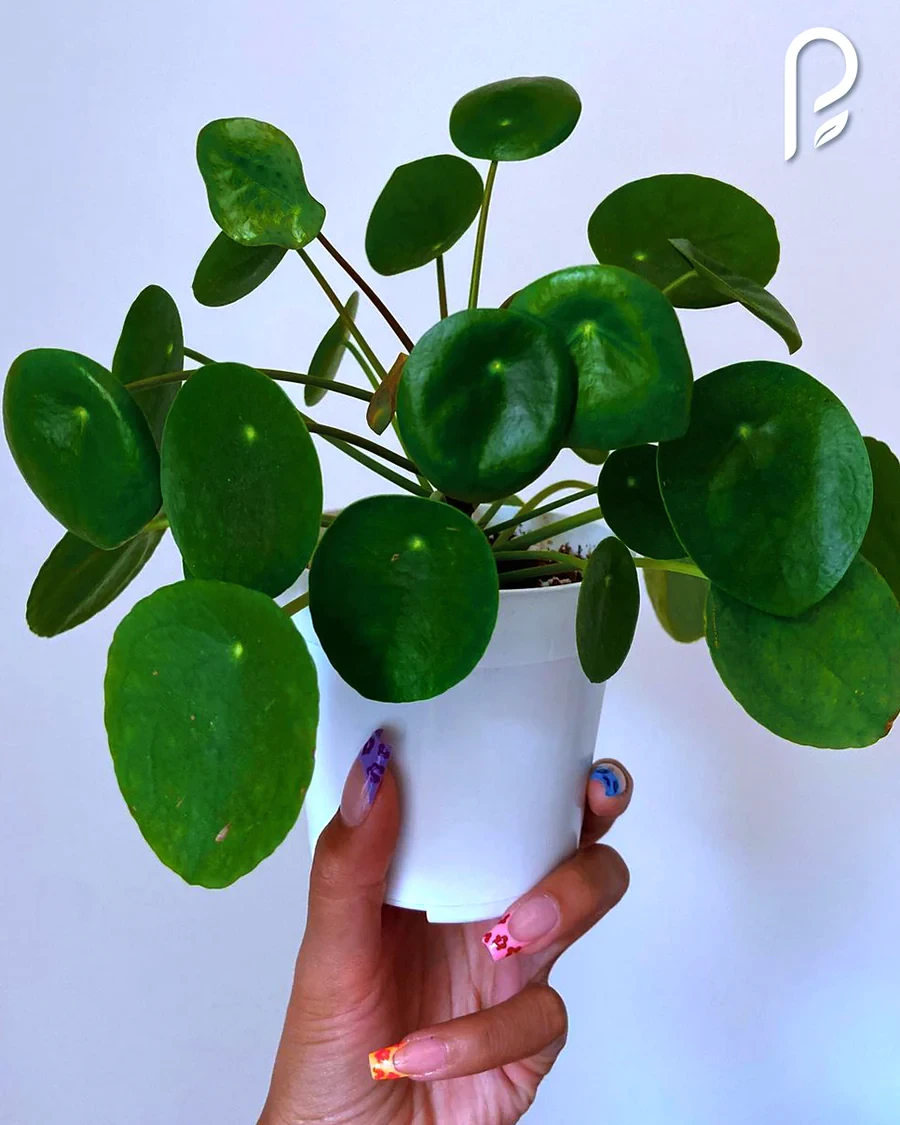 Chinese Money Plant (Rare Plants)