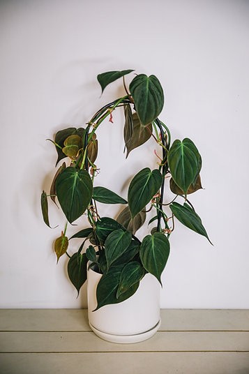 Philodendron micans