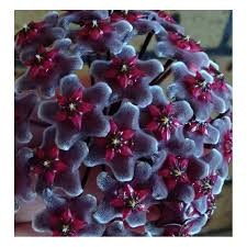 Hoya Pubicalyx  -  Royal Hawaiian Purple