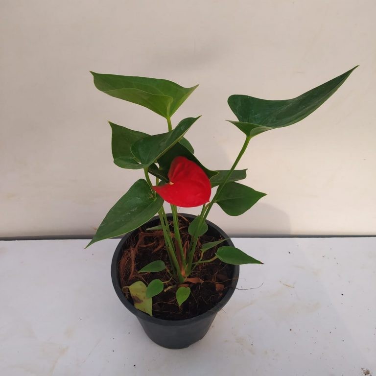 Anthurium Success Red
