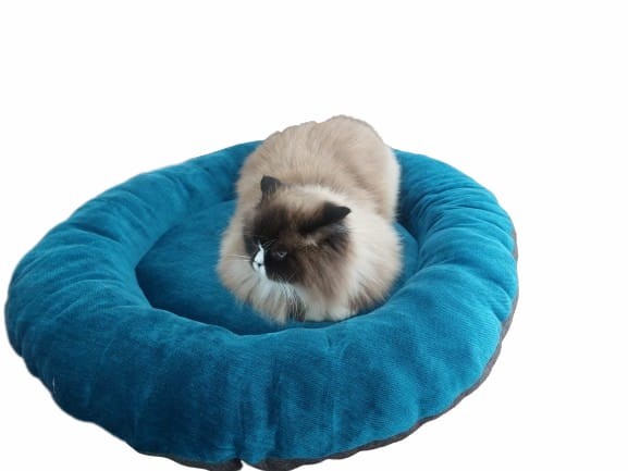 Pet Beds
