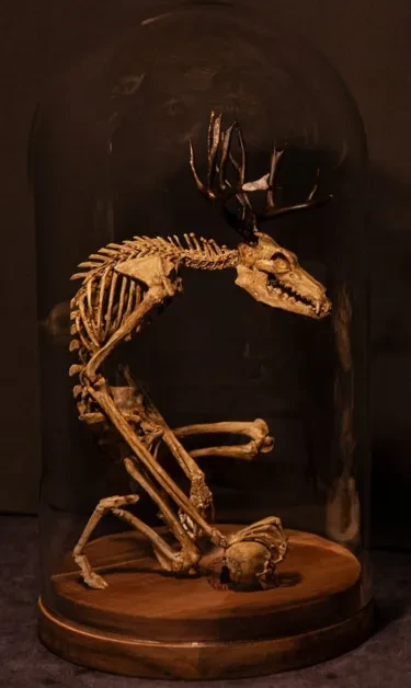 Wendigo Skeleton Curiosity Cabinet