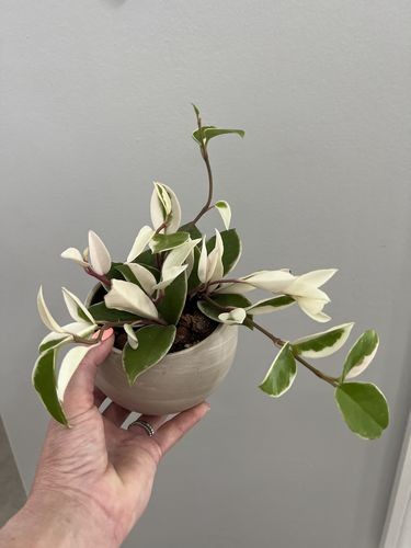 Hoya carnosa 'Krimson Queen'