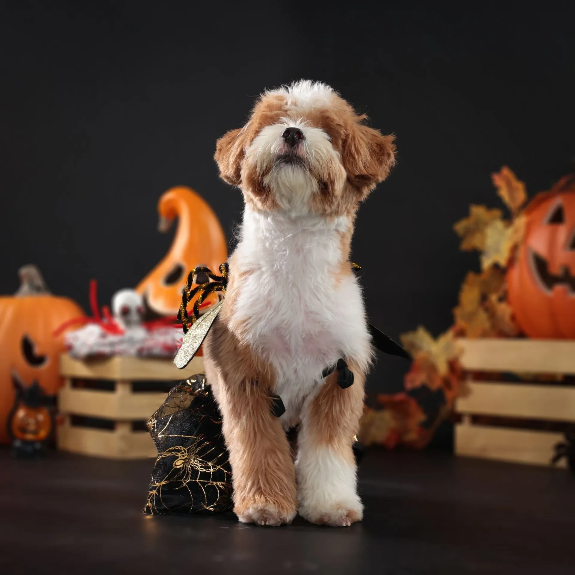 Pet Clothes Clothes Halloween Party Dog Suit