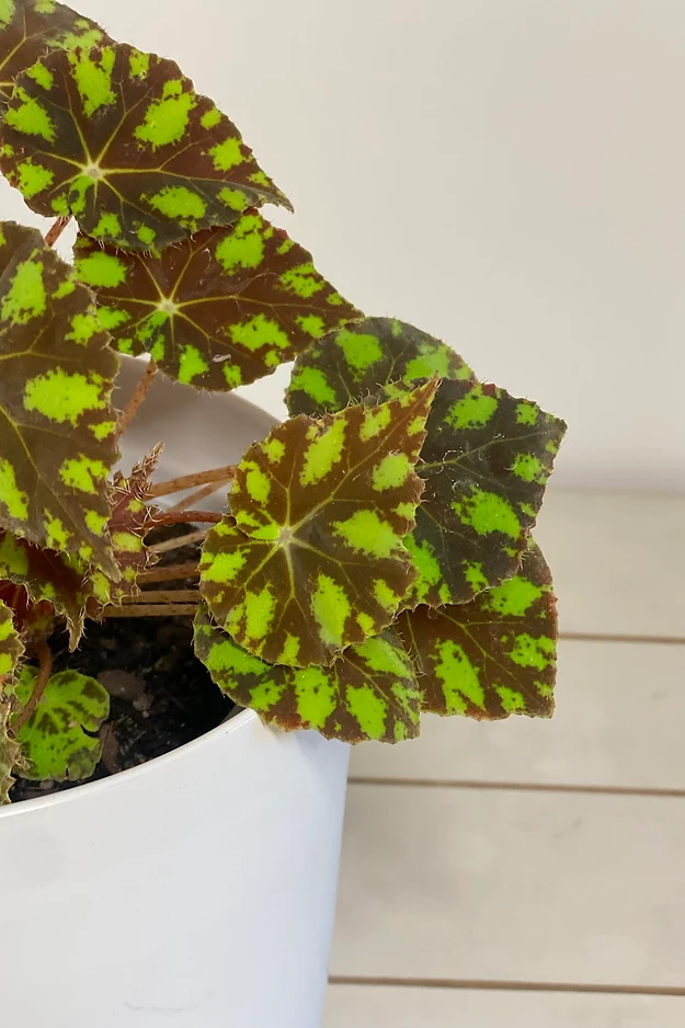 Begonia bowerae 'Eyelash'