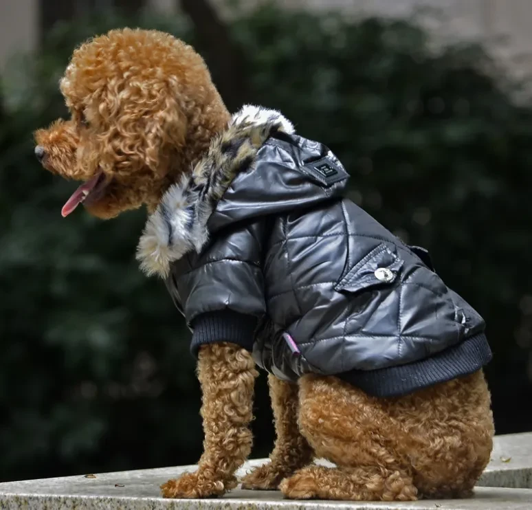 autumn and winter fur collar coat pet dog clothing