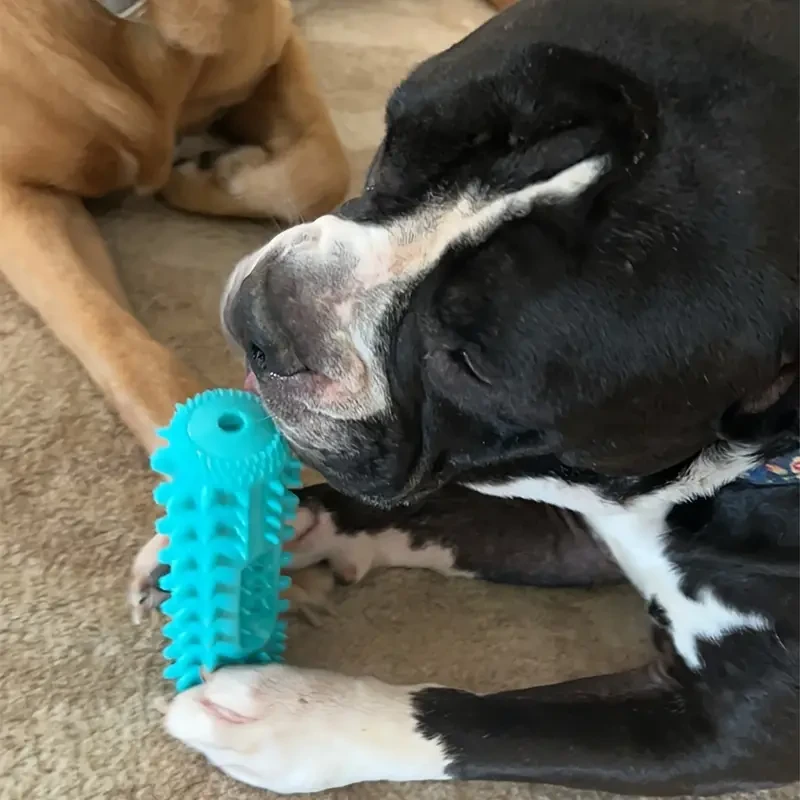 ProClean Dog Toothbrush.