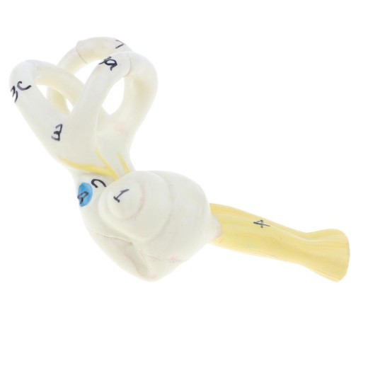 Ear Model