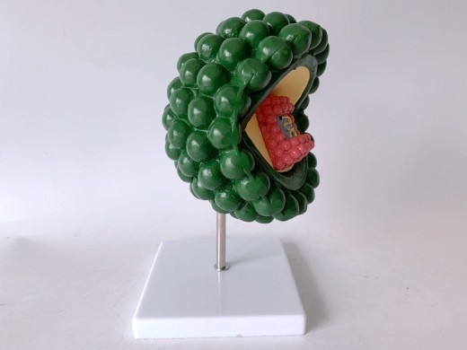 The Green Hiv Model Constructs a Human Model