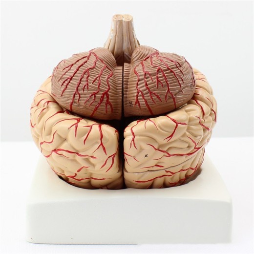 Brain Model 9 Parts With Artery Anatomical Model
