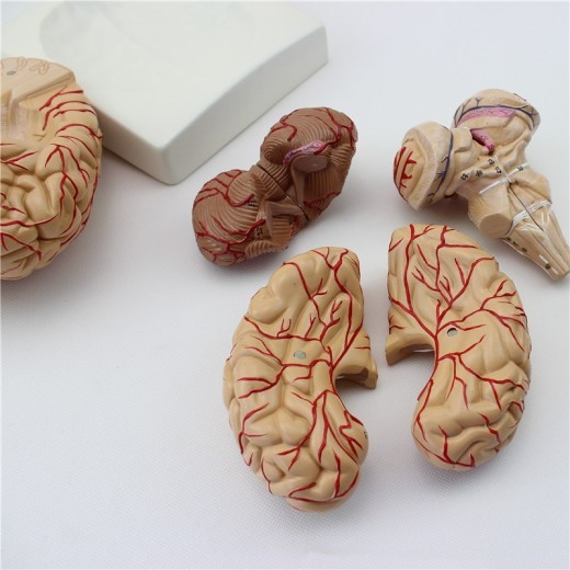Brain Model 9 Parts With Artery Anatomical Model