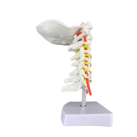 Human Cervical Spine With Carotid Artery Model Specimen Model
