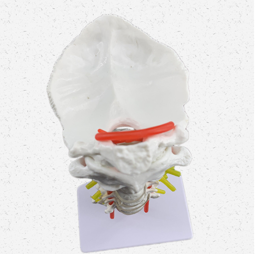 Human Cervical Spine With Carotid Artery Model Specimen Model