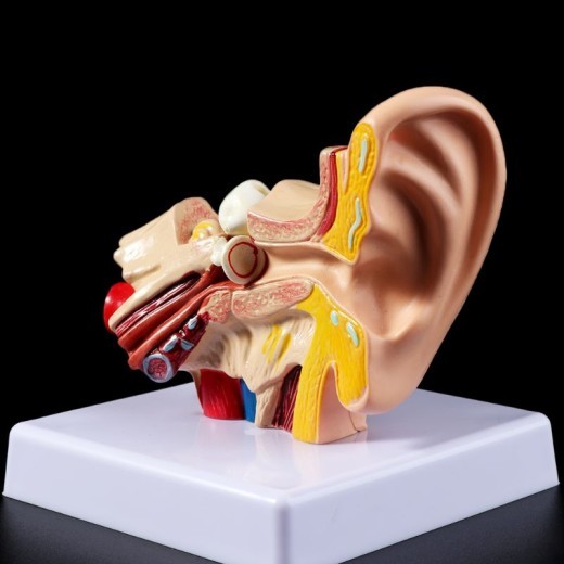 An Anatomical Model Of A Table Shaped Ear