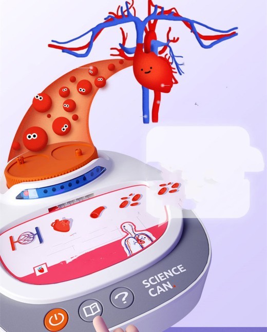 Human Anatomical Model Organ Detachable Children's Teaching Toy
