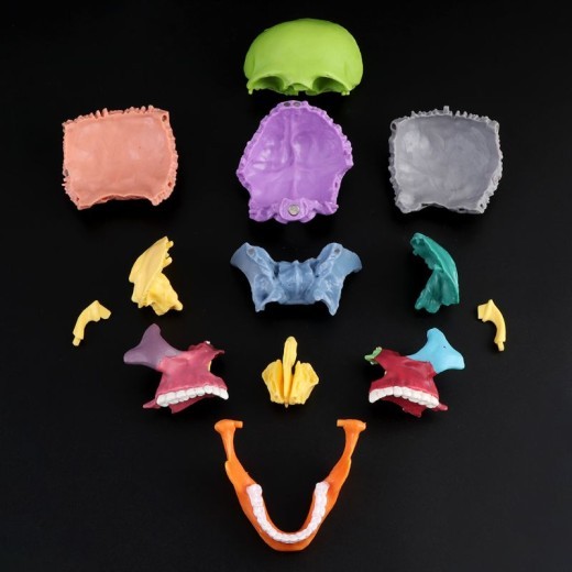Mini Skull Anatomical Model Can Disassemble The Skull