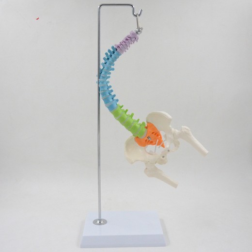 Color Human Spine Model Anatomical Vertebral Body Can Be Bent