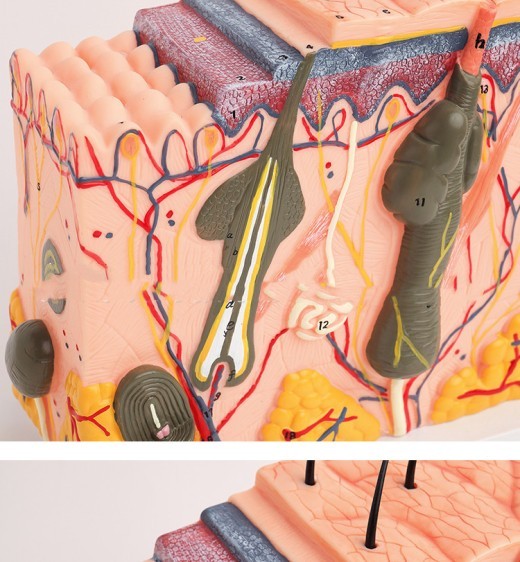 Human Skin Tissue Structure Magnification Anatomical Model Beauty Plastic Surgery