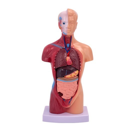 Visceral Detachable Medical Teaching Aids Skeleton