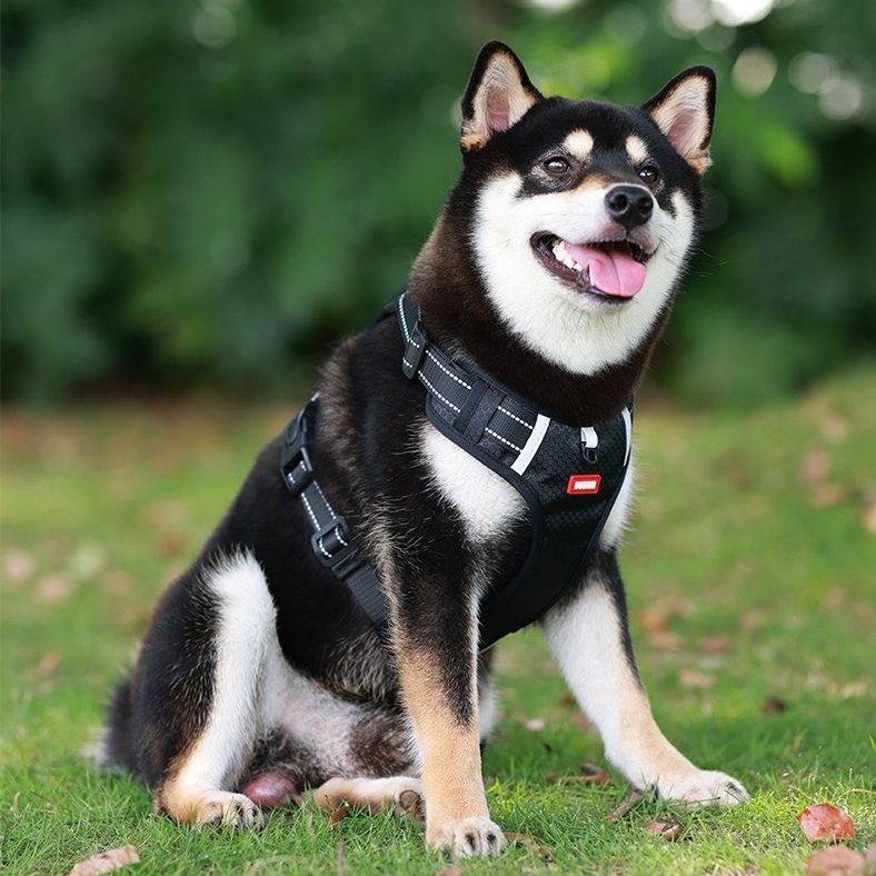 Dog Harness Set Pet Adjustable Chest Strap Walking Collar Vest - Black