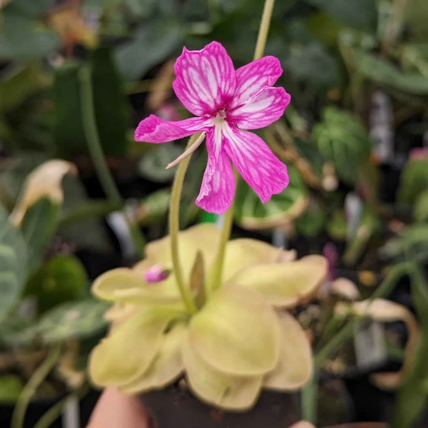 Pinguicula moranensis 'Superba' - Mexican Butterwort