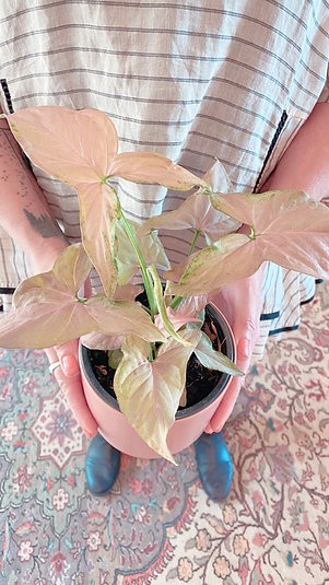 Syngonium 'Maya Red'