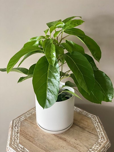 Schefflera alpine