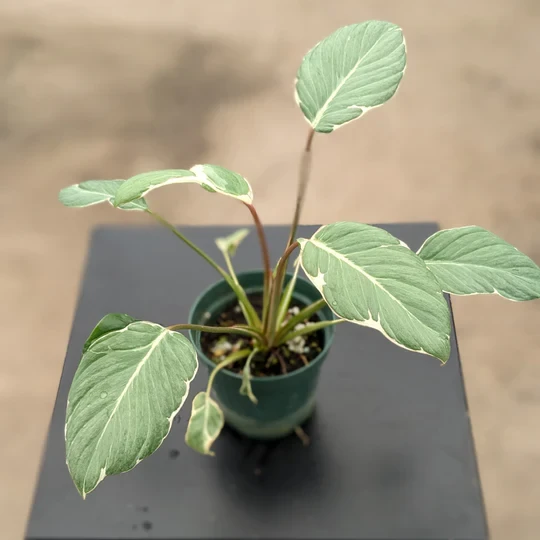 Homalomena Rubescens Mutant Stardust'