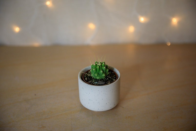 The Ricko Ceramic Pots