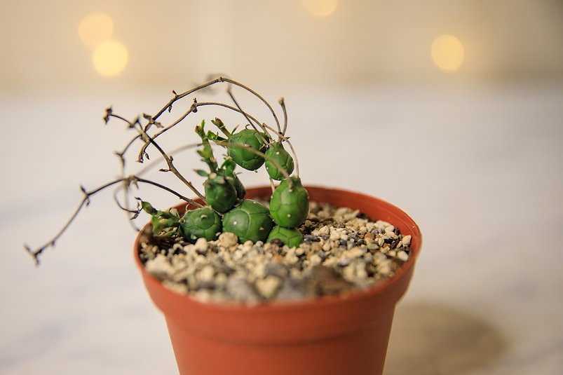 Euphorbia globosa
