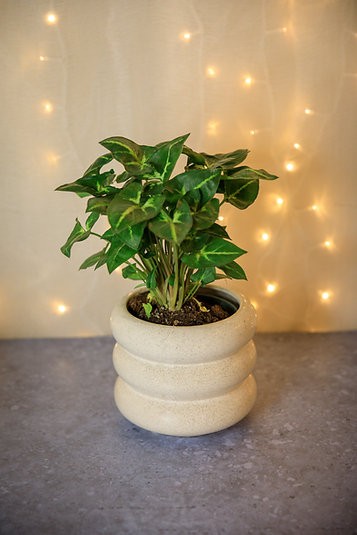 Syngonium "Robusta Green"