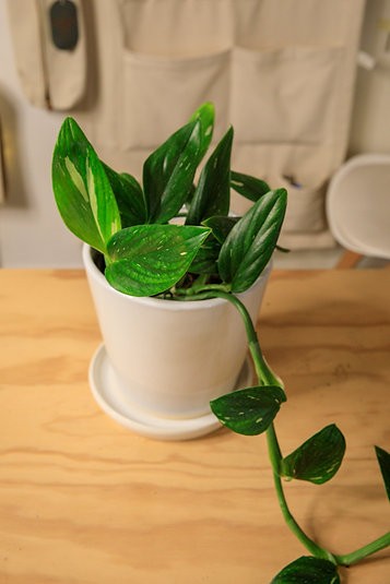 Monstera standleyana 'cobra'