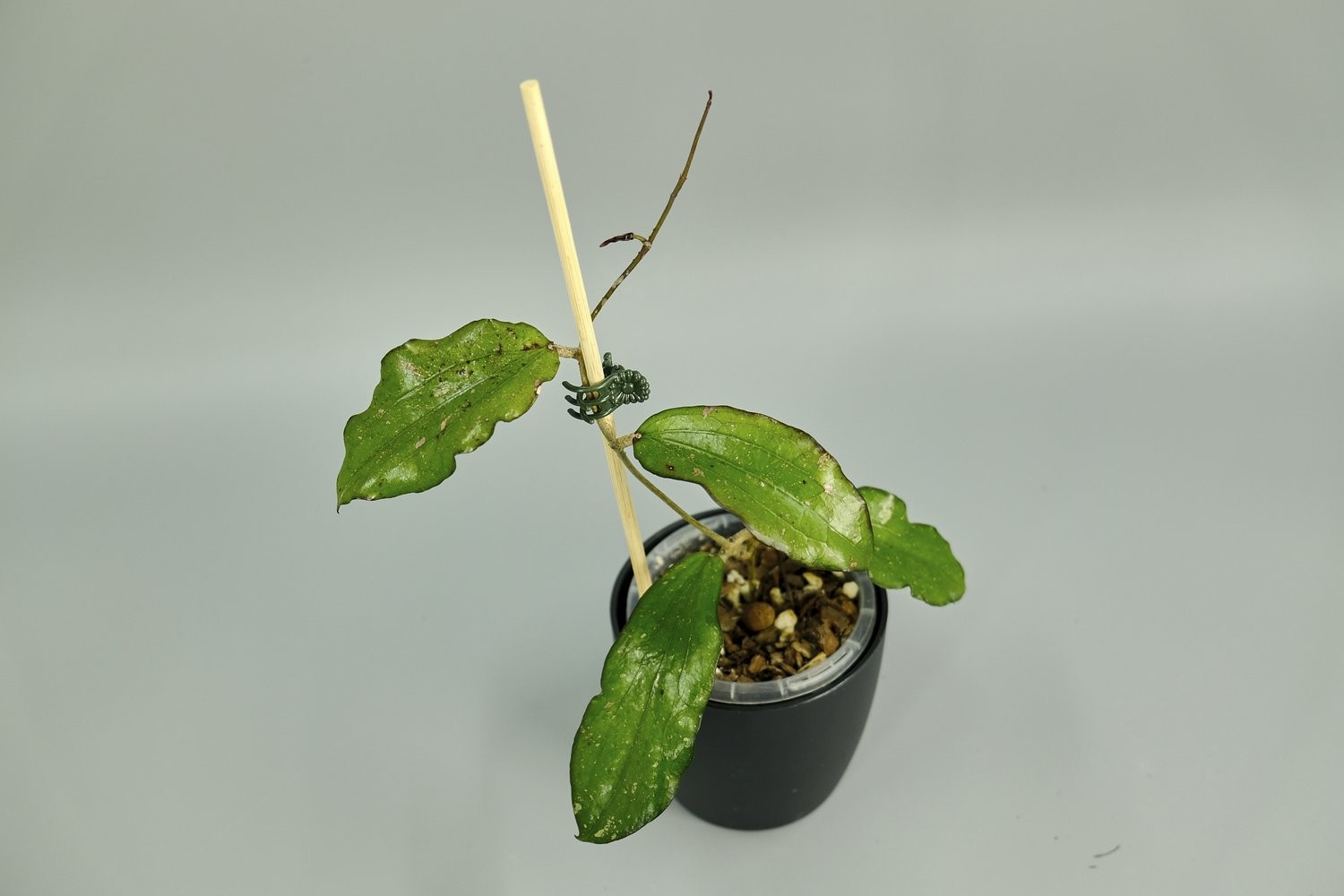 Hoya Erythrina