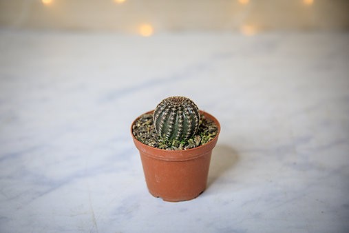 Echinopsis ancistrophora subs. arachnacantha