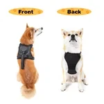 Harness and Retractable Leash Set All-in-One
