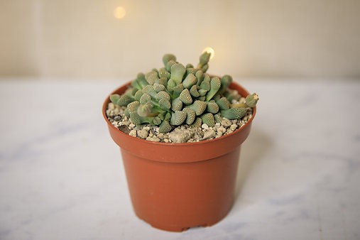 Titanopsis Schwantesii