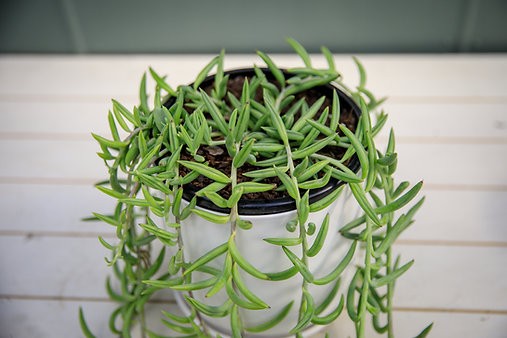 String of Fishhooks