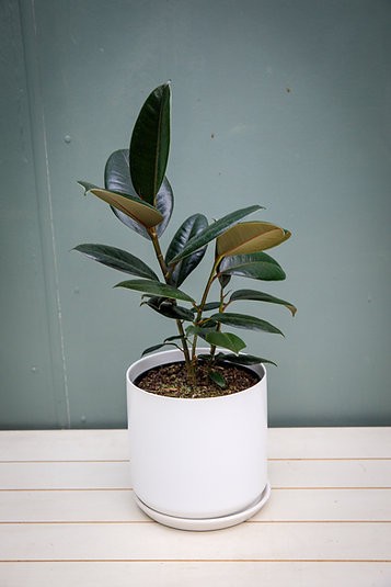 Ficus Elastica "Burgundy" Rubber Tree