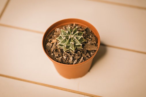 Plaid cactus - Gymnocalycium stenopleurum