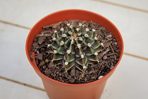 Plaid cactus - Gymnocalycium stenopleurum
