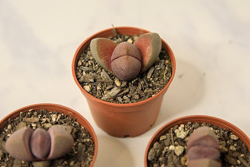 Split rock succulent (Pleiospilos nelii)